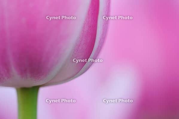 Tulips (Tulpia), fields at Kojkenhof, Netherlands [IBR124876482]