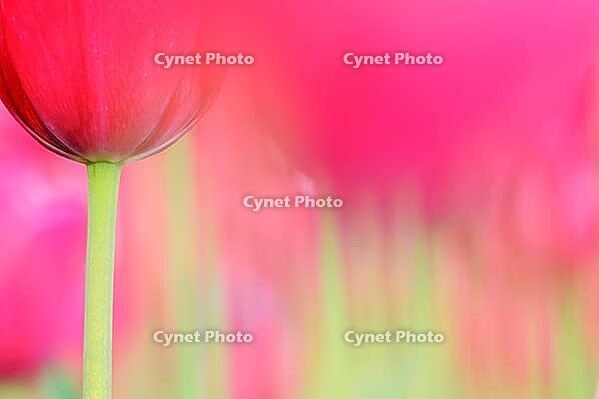 Tulips (Tulpia), fields at Kojkenhof, Netherlands [IBR124876483]