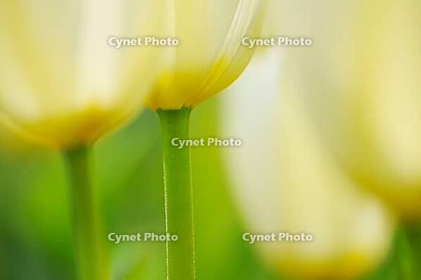 Tulips (Tulpia), fields at Kojkenhof, Netherlands [IBR124876484]