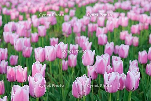 Tulips (Tulpia), fields at Kojkenhof, Netherlands [IBR124876485]