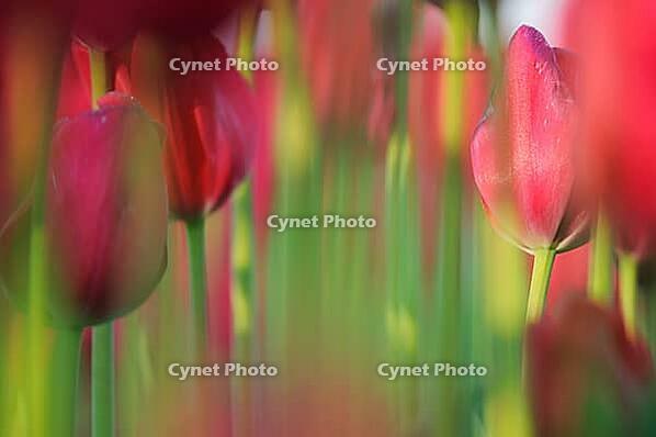 Tulips (Tulpia), fields at Kojkenhof, Netherlands [IBR124876487]