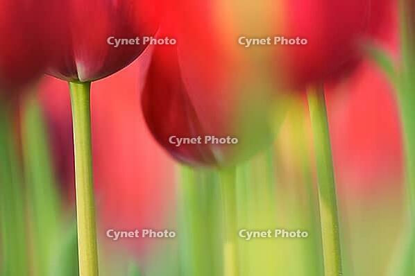 Tulips (Tulpia), fields at Kojkenhof, Netherlands [IBR124876488]