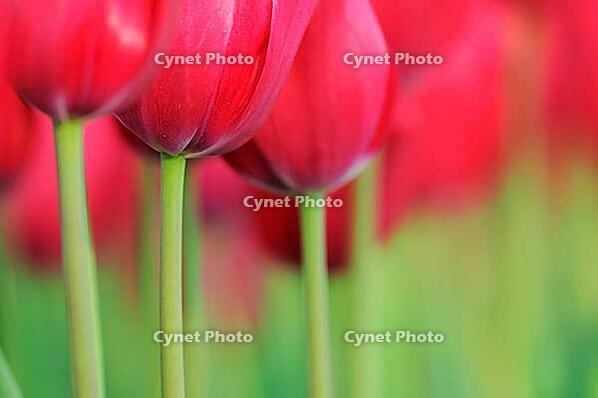 Tulips (Tulpia), fields at Kojkenhof, Netherlands [IBR124876489]