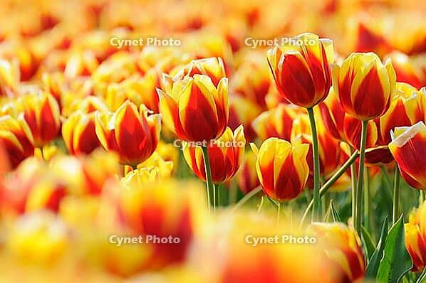 Tulips (Tulpia), fields at Kojkenhof, Netherlands [IBR124876490]