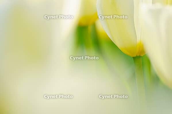 Tulips (Tulpia), fields at Kojkenhof, Netherlands [IBR124876491]