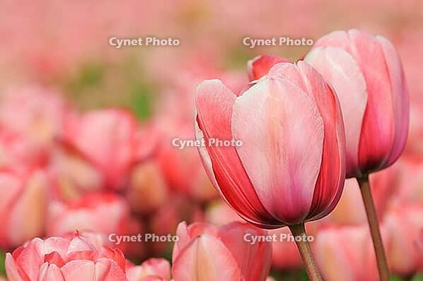 Tulips (Tulpia), field near the Keukenhof, Am Lisse, Netherlands [IBR124876493]
