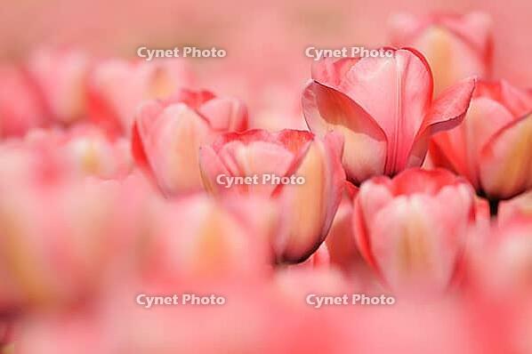 Tulips (Tulpia), field near the Keukenhof, Am Lisse, Netherlands [IBR124876494]