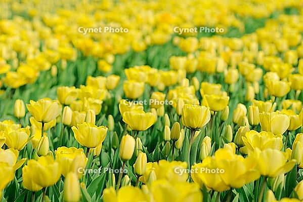 Tulips (Tulpia), field near the Keukenhof, Am Lisse, Netherlands [IBR124876495]