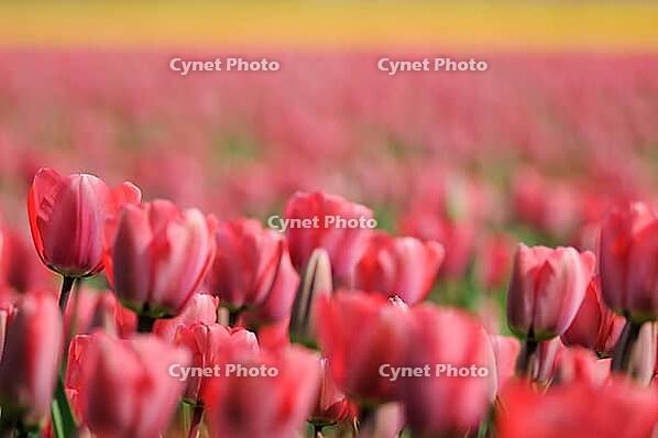 Tulips (Tulpia), field near the Keukenhof, Am Lisse, Netherlands [IBR124876496]