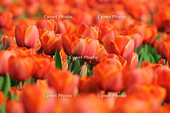 Tulips (Tulpia), field near the Keukenhof, Am Lisse, Netherlands [IBR124876497]
