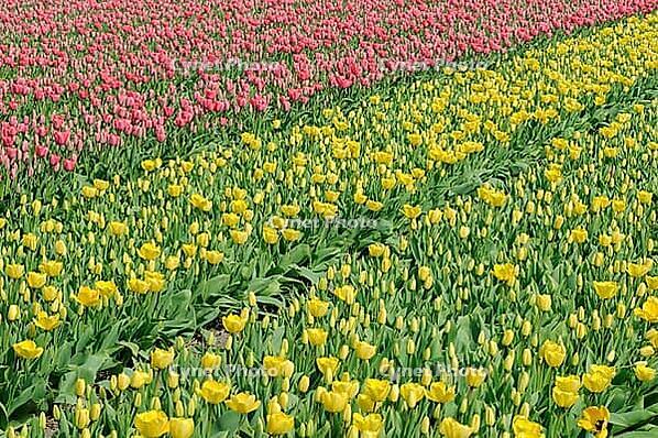 Tulips (Tulpia), field near the Keukenhof, Am Lisse, Netherlands [IBR124876499]