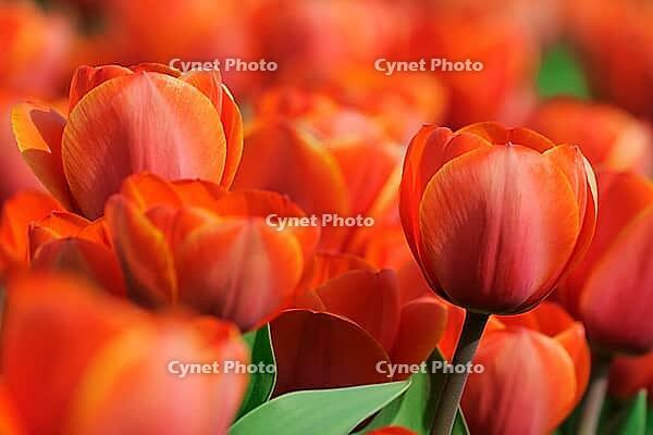 Tulips (Tulpia), field near the Keukenhof, Am Lisse, Netherlands [IBR124876501]