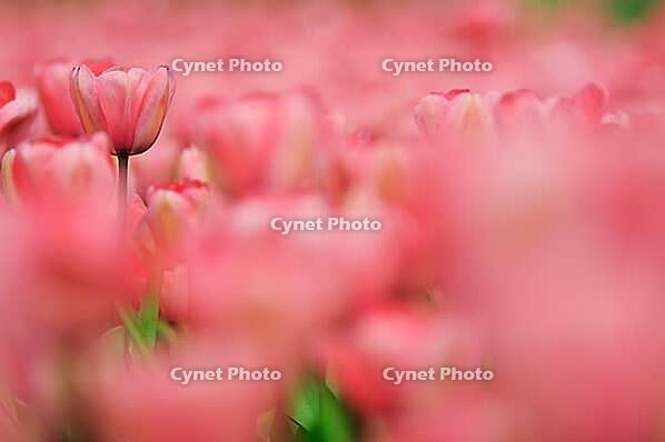 Tulips (Tulpia), field near the Keukenhof, Am Lisse, Netherlands [IBR124876503]