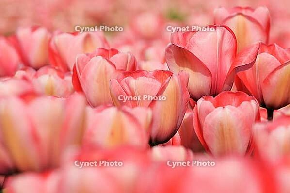 Tulips (Tulpia), field near the Keukenhof, Am Lisse, Netherlands [IBR124876504]