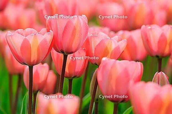 Tulips (Tulpia), field near the Keukenhof, Am Lisse, Netherlands [IBR124876505]
