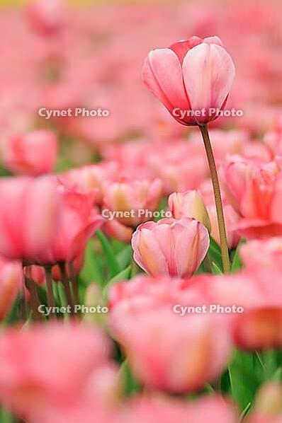 Tulips (Tulpia), field near the Keukenhof, Am Lisse, Netherlands [IBR124876506]