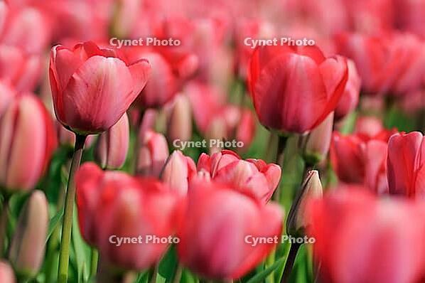 Tulips (Tulpia), field near the Keukenhof, Am Lisse, Netherlands [IBR124876507]