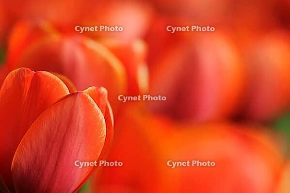 Tulips (Tulpia), field near the Keukenhof, Am Lisse, Netherlands [IBR124876508]