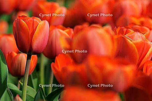 Tulips (Tulpia), field near the Keukenhof, Am Lisse, Netherlands [IBR124876509]