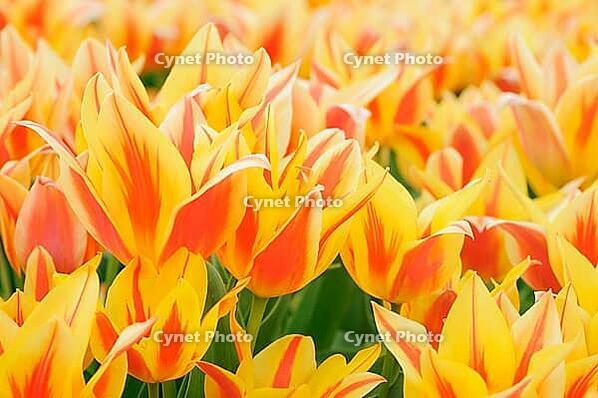 Tulips (Tulpia), field near the Keukenhof, Am Lisse, Netherlands [IBR124876510]