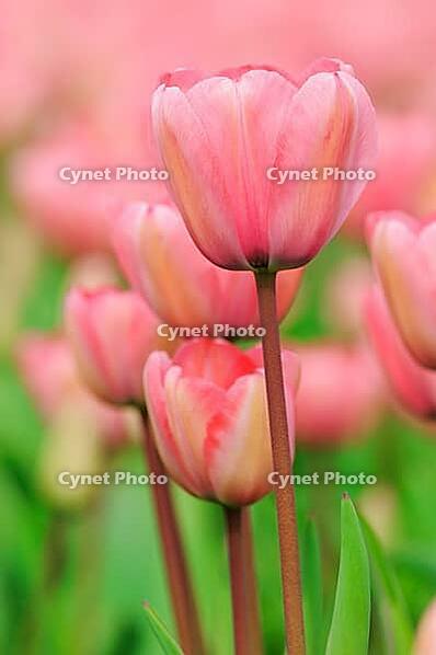 Tulips (Tulpia), field near the Keukenhof, Am Lisse, Netherlands [IBR124876511]