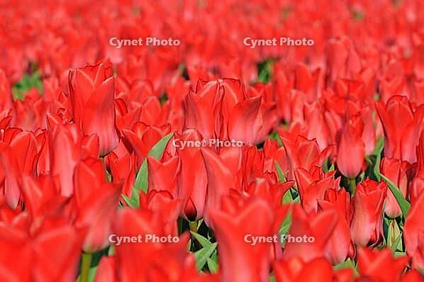 Red tulips (Tulpia), field near the Keukenhof, Am Lisse, Netherlands [IBR124876512]