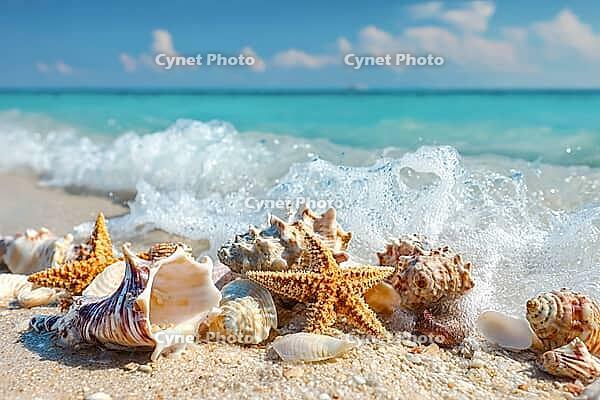 Shells and starfish on the beach, generative AI, AI generated [IBR124891328]