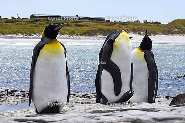 South America, Falkland Islands, Malvinas, East Falklands, South Atlantic, Port Stanley, Public Jetty, Falklands Conservation, Cape Pembroke, Blanco Bay, Yorke Point, Penguin, Penguins, King Penguin, Donkey Penguin, Bertha's Beach, Beach Point, Rockery Ba [IBR124897449]