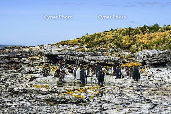 South America, Falkland Islands, Malvinas, East Falklands, South Atlantic, Port Stanley, Public Jetty, Falklands Conservation, Cape Pembroke, Blanco Bay, Yorke Point, Penguin, Penguins, King Penguin, Donkey Penguin, Bertha's Beach, Beach Point, Rockery Ba [IBR124897467]