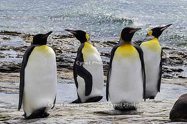 South America, Falkland Islands, Malvinas, East Falklands, South Atlantic, Port Stanley, Public Jetty, Falklands Conservation, Cape Pembroke, Blanco Bay, Yorke Point, Penguin, Penguins, King Penguin, Donkey Penguin, Bertha's Beach, Beach Point, Rockery Ba [IBR124897474]