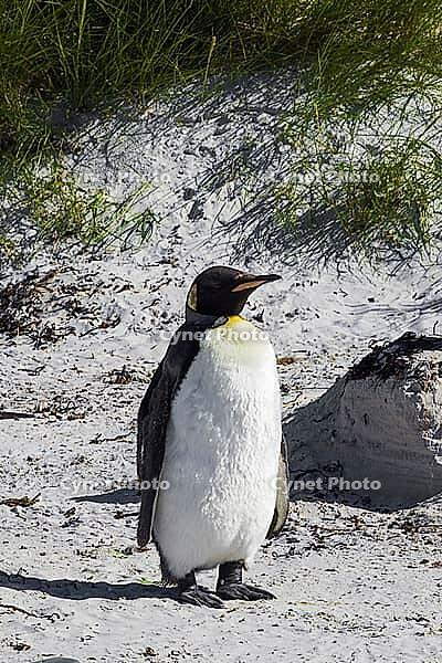 South America, Falkland Islands, Malvinas, East Falklands, South Atlantic, Port Stanley, Public Jetty, Falklands Conservation, Cape Pembroke, Blanco Bay, Yorke Point, Penguin, Penguins, King Penguin, Donkey Penguin, Bertha's Beach, Beach Point, Rockery Ba [IBR124897502]
