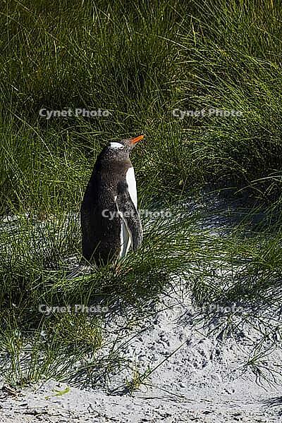 South America, Falkland Islands, Malvinas, East Falklands, South Atlantic, Port Stanley, Public Jetty, Falklands Conservation, Cape Pembroke, Blanco Bay, Yorke Point, Penguin, Penguins, King Penguin, Donkey Penguin, Bertha's Beach, Beach Point, Rockery Ba [IBR124897503]