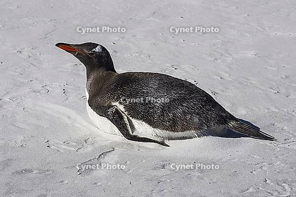 South America, Falkland Islands, Malvinas, East Falklands, South Atlantic, Port Stanley, Public Jetty, Falklands Conservation, Cape Pembroke, Blanco Bay, Yorke Point, Penguin, Penguins, King Penguin, Donkey Penguin, Bertha's Beach, Beach Point, Rockery Ba [IBR124897504]