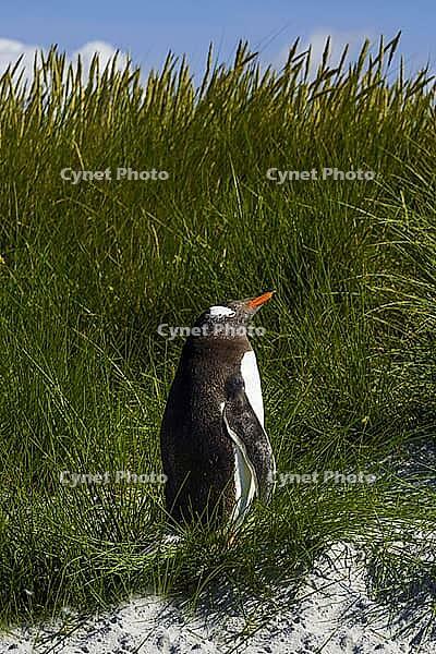 South America, Falkland Islands, Malvinas, East Falklands, South Atlantic, Port Stanley, Public Jetty, Falklands Conservation, Cape Pembroke, Blanco Bay, Yorke Point, Penguin, Penguins, King Penguin, Donkey Penguin, Bertha's Beach, Beach Point, Rockery Ba [IBR124897506]