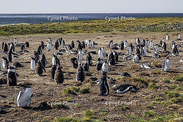 South America, Falkland Islands, Malvinas, East Falklands, South Atlantic, Port Stanley, Public Jetty, Falklands Conservation, Cape Pembroke, Blanco Bay, Yorke Point, Penguin, Penguins, King Penguin, Donkey Penguin, Bertha's Beach, Beach Point, Rockery Ba [IBR124897509]