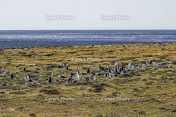 South America, Falkland Islands, Malvinas, East Falklands, South Atlantic, Port Stanley, Public Jetty, Falklands Conservation, Cape Pembroke, Blanco Bay, Yorke Point, Penguin, Penguins, King Penguin, Donkey Penguin, Bertha's Beach, Beach Point, Rockery Ba [IBR124897510]