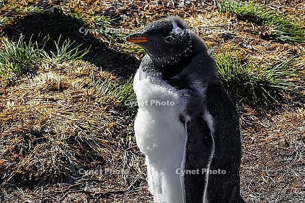 South America, Falkland Islands, Malvinas, East Falklands, South Atlantic, Port Stanley, Public Jetty, Falklands Conservation, Cape Pembroke, Blanco Bay, Yorke Point, Penguin, Penguins, King Penguin, Donkey Penguin, Bertha's Beach, Beach Point, Rockery Ba [IBR124897511]