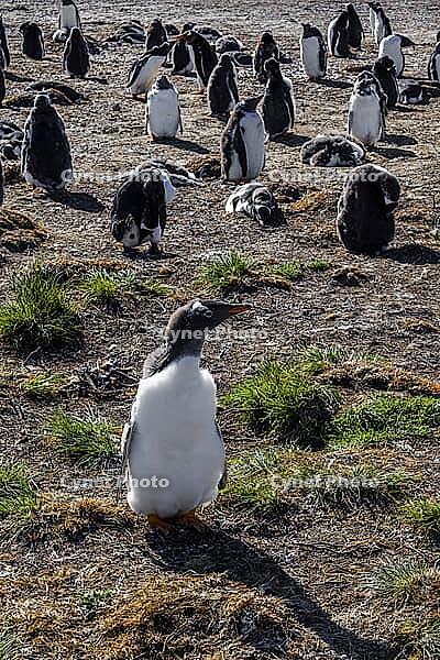 South America, Falkland Islands, Malvinas, East Falklands, South Atlantic, Port Stanley, Public Jetty, Falklands Conservation, Cape Pembroke, Blanco Bay, Yorke Point, Penguin, Penguins, King Penguin, Donkey Penguin, Bertha's Beach, Beach Point, Rockery Ba [IBR124897512]