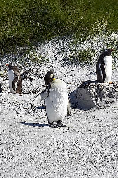 South America, Falkland Islands, Malvinas, East Falklands, South Atlantic, Port Stanley, Public Jetty, Falklands Conservation, Cape Pembroke, Blanco Bay, Yorke Point, Penguin, Penguins, King Penguin, Donkey Penguin, Bertha's Beach, Beach Point, Rockery Ba [IBR124897513]