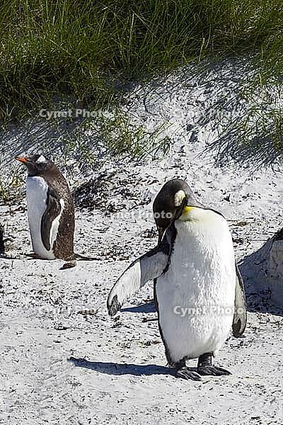 South America, Falkland Islands, Malvinas, East Falklands, South Atlantic, Port Stanley, Public Jetty, Falklands Conservation, Cape Pembroke, Blanco Bay, Yorke Point, Penguin, Penguins, King Penguin, Donkey Penguin, Bertha's Beach, Beach Point, Rockery Ba [IBR124897515]