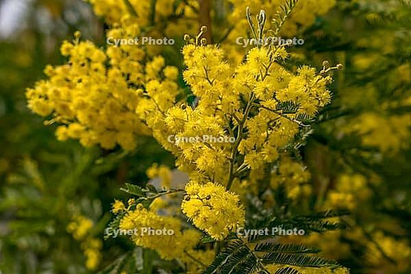 Flowering mimosa (Mimosa sp.) in the garden, Lake Garda, Italy [IBR124898933]