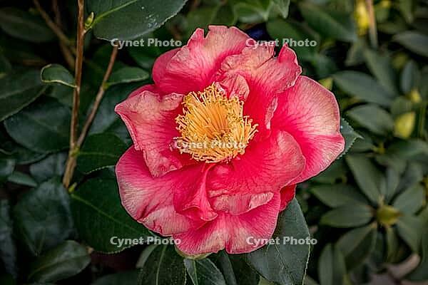 Flower of a camellia (Camellia japonica), Lake Garda, Italy Europe [IBR124898959]