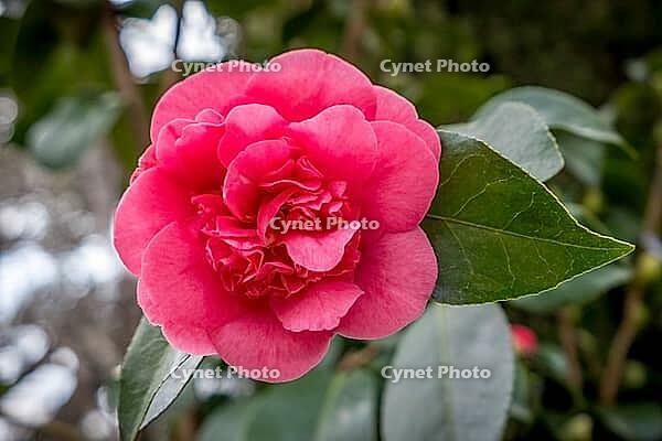 Flower of a camellia (Camellia japonica), Lake Garda, Italy Europe [IBR124898960]