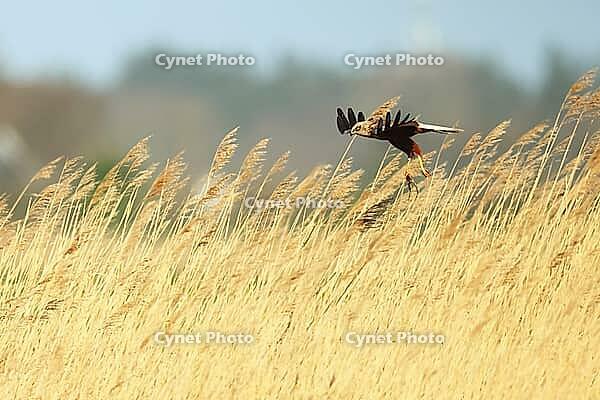 Harrier, Circus aeruginosus, flies into reeds, Texel Island Netherlands [IBR124899453]