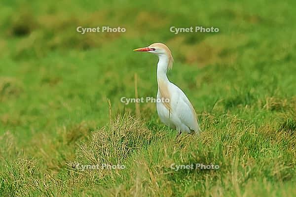 Cow heron, Bubulcus ibis, looking for food on the island of Texel Netherlands [IBR124899454]