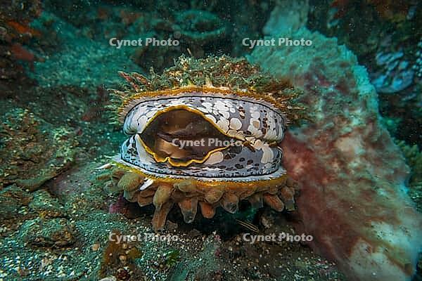 Large variable spiny oyster (Spondylus varius), Bali, Indonesia [IBR124899455]