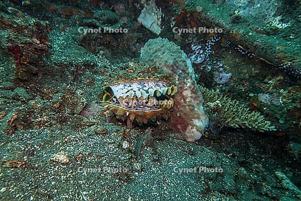 Large variable spiny oyster (Spondylus varius), Bali, Indonesia [IBR124899456]