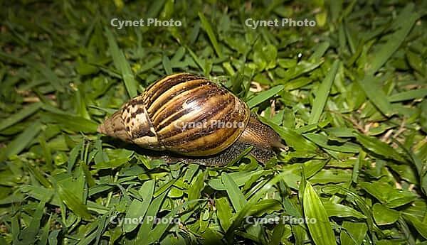 Giant agate snail (Lissachatina fulica, syn. Achatina fulica), also East African giant snail, Bali, Indonesia [IBR124899457]