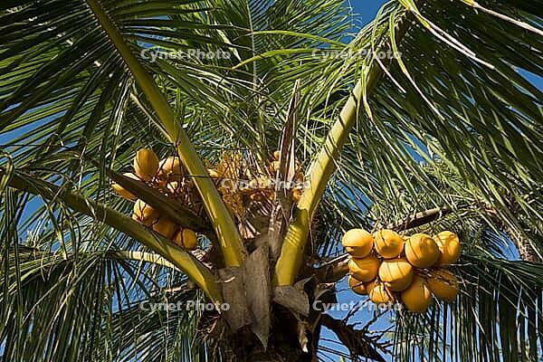 Coconut palm (Cocos nucifera), Zambirenteng, Bali, Indonesia [IBR124899458]