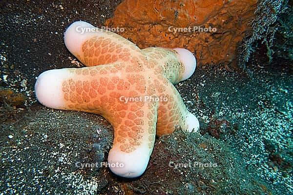 Granulated roller star (Choriaster granulatus), Zambirenteng, Bali, Indonesia [IBR124899460]